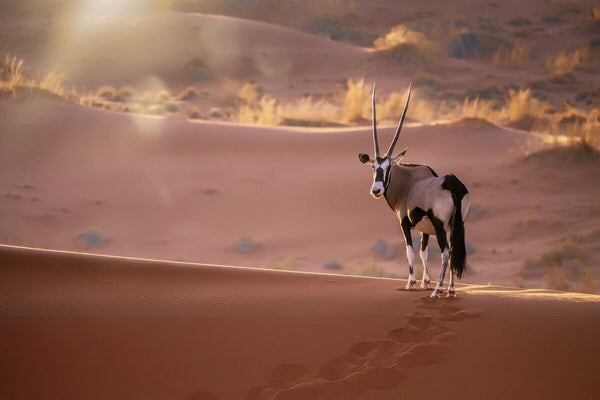 11-Day Namibia Highlights Private Guided Safari