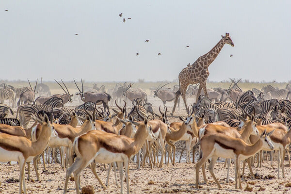 16-Day Classic Namibia Private Guided Safari