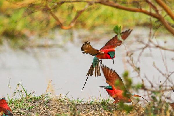 12-Day Namibia, Chobe & Victoria Falls Superior Fly-in Safari