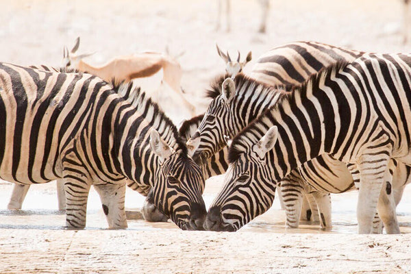 12-Day Namibia, Chobe & Victoria Falls Superior Fly-in Safari