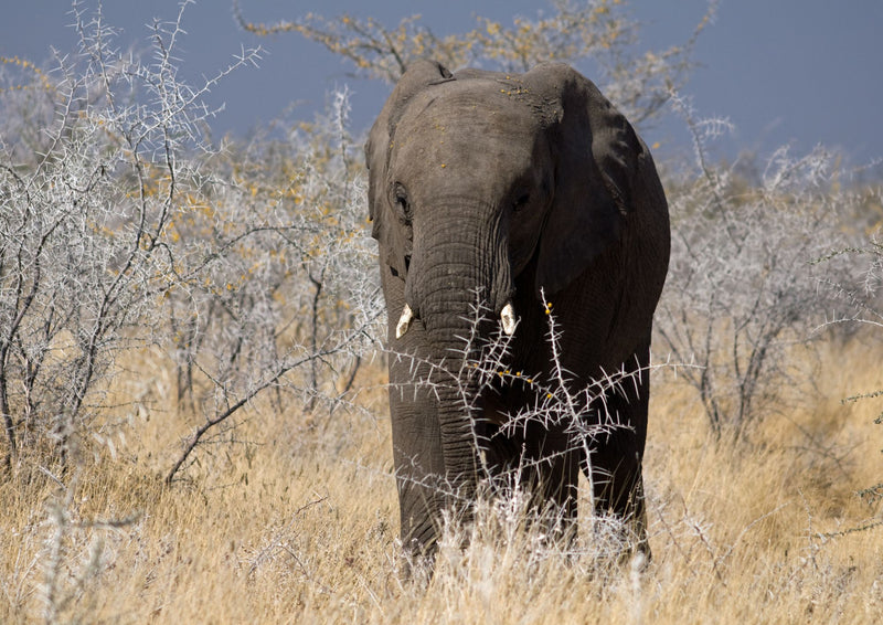 Classic Namibia Self-drive Safari