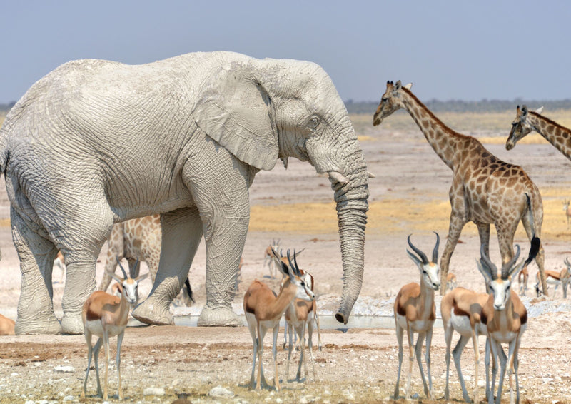 Namibia Highlights Self-Drive Safari