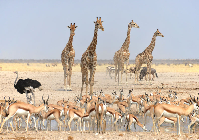 Ultimate Namibia Self-drive Safari