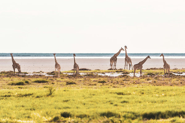 16-Day Namibia, Chobe and Victoria Falls Safari