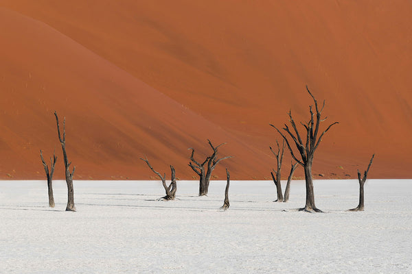 7-Day Namibia Highlights Fly-in Safari