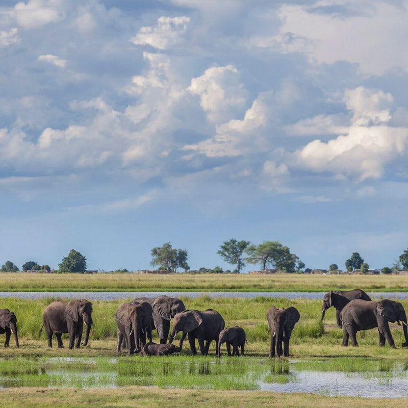 Chobe