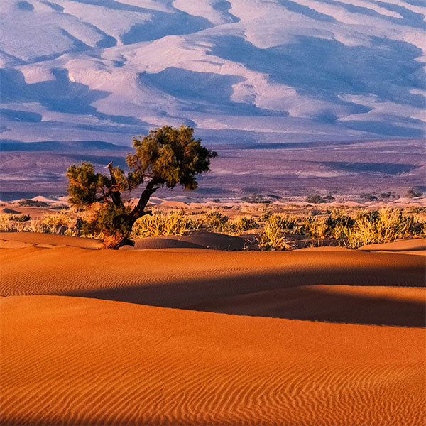 Kalahari