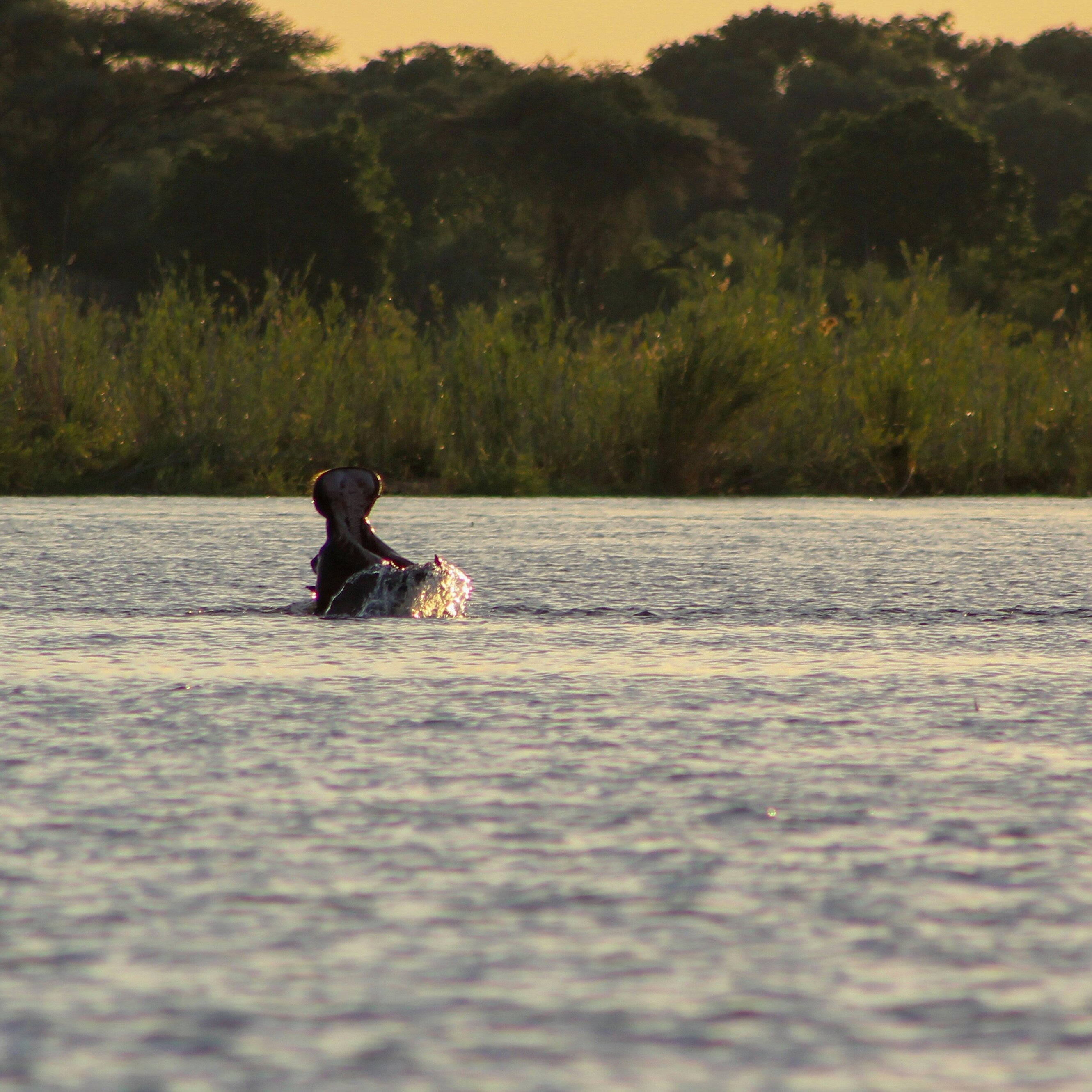 Zambezi